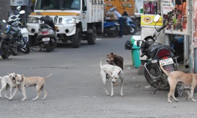 Street-Dogs