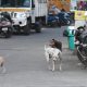 Street-Dogs