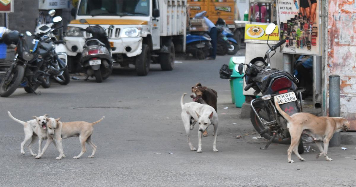 Street-Dogs