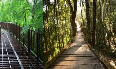 tree walk