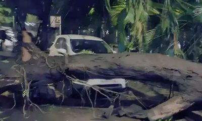 tree fell