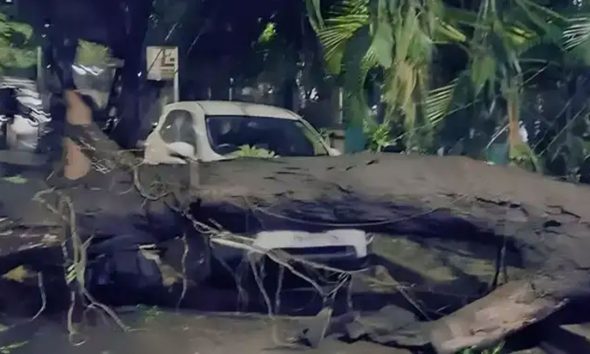 tree fell