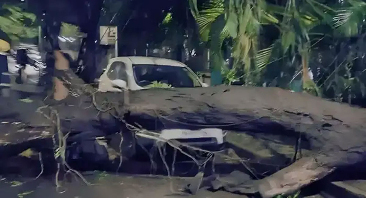 tree fell