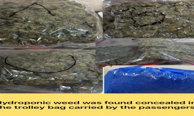 hydroponic weed