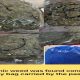 hydroponic weed