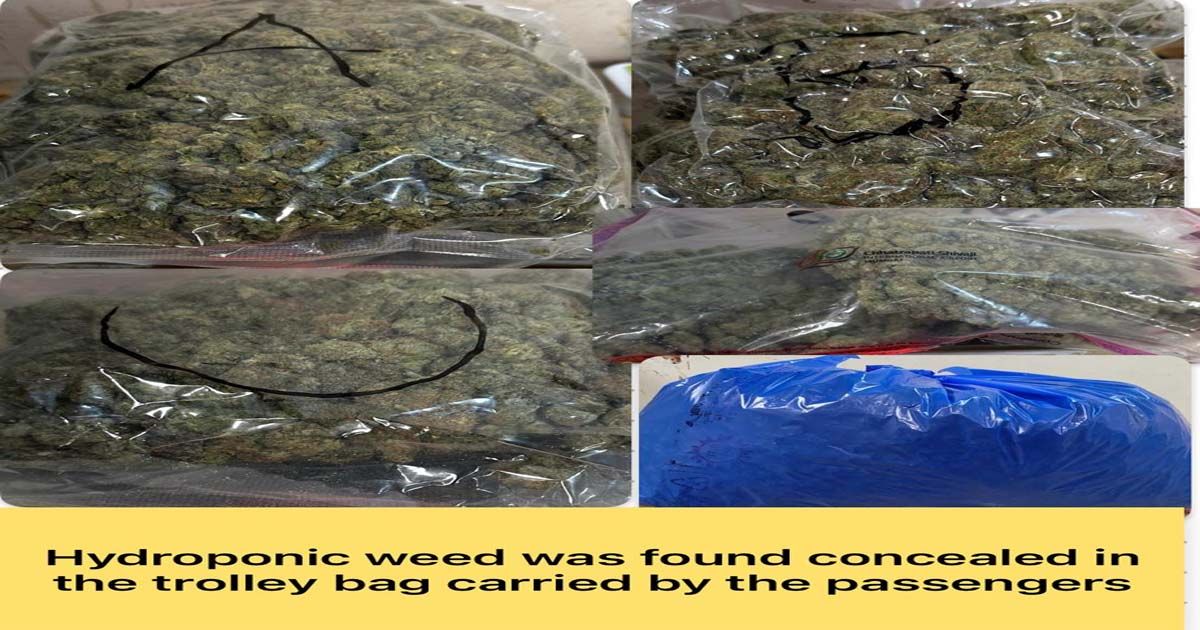 hydroponic weed