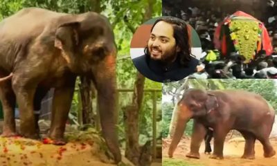 Mahadevi-Elephant