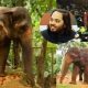 Mahadevi-Elephant