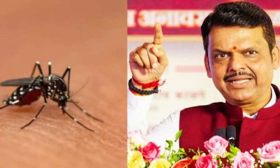 dengu--fadnavis