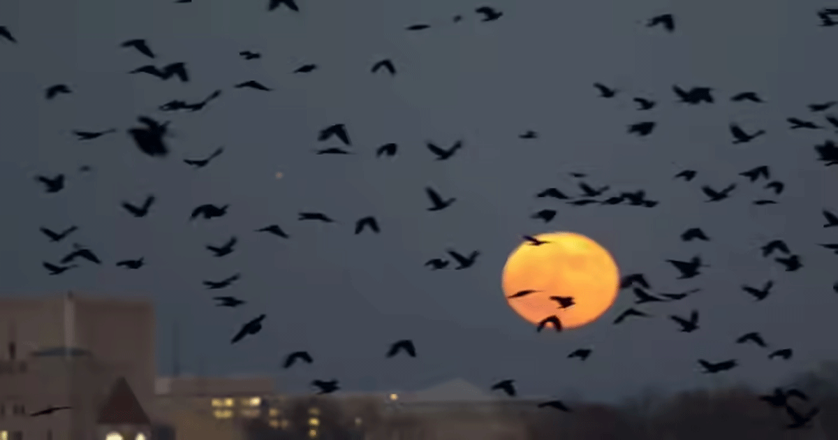 thousands-of-crows