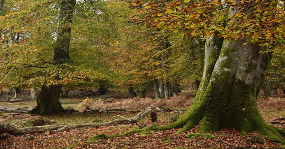 Trees