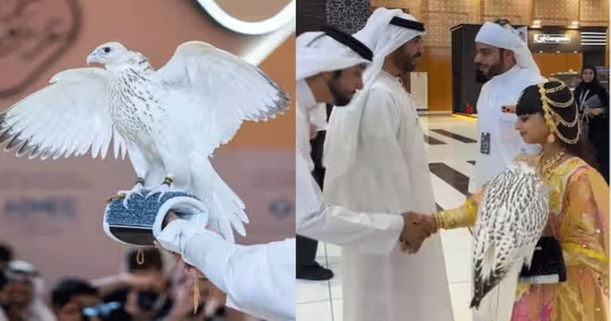 white falcon